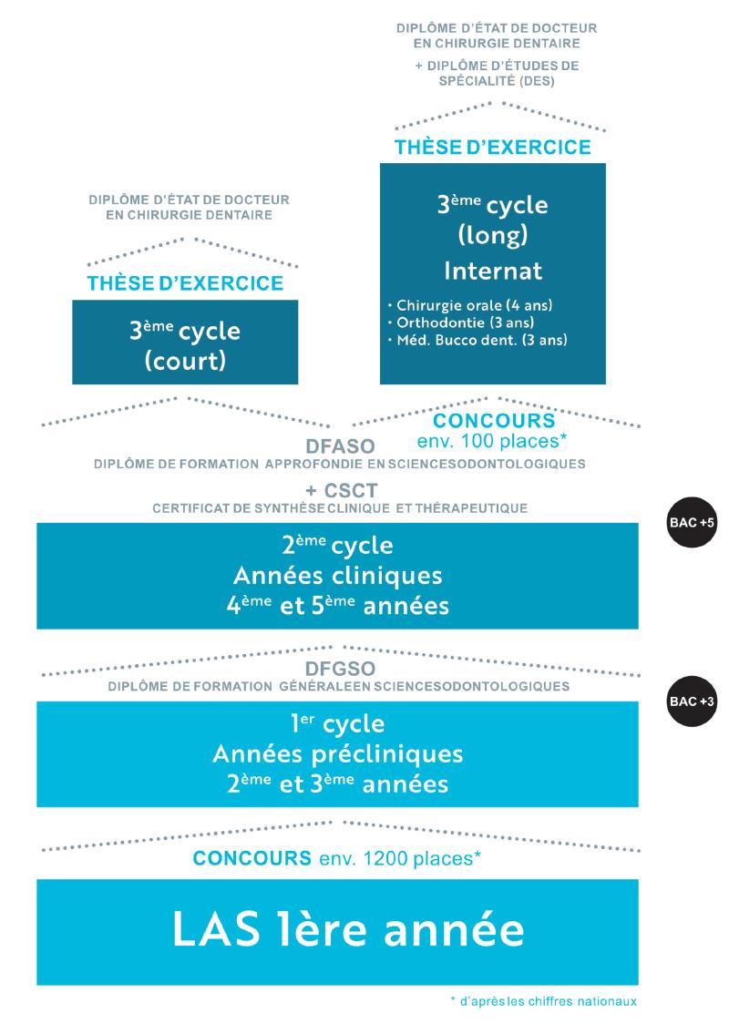 Schéma Formation Initiale Odontologie Université Côte d'Azur